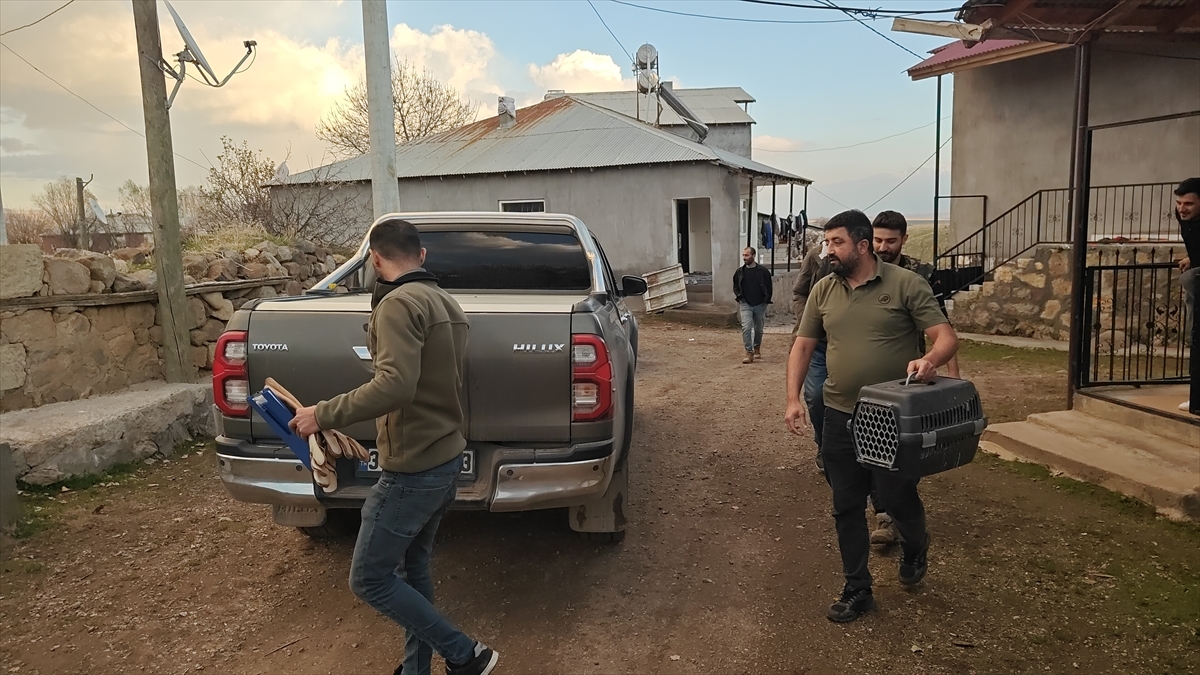 MUŞ (AA) – Muş'ta yaralı halde bulunan atmaca koruma altına