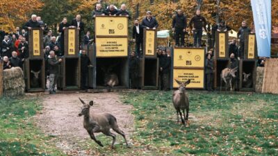 - Belgrad Ormanı'nda faaliyet gösteren Bahçeköy Geyik Üretme İstasyonu'nda bugüne