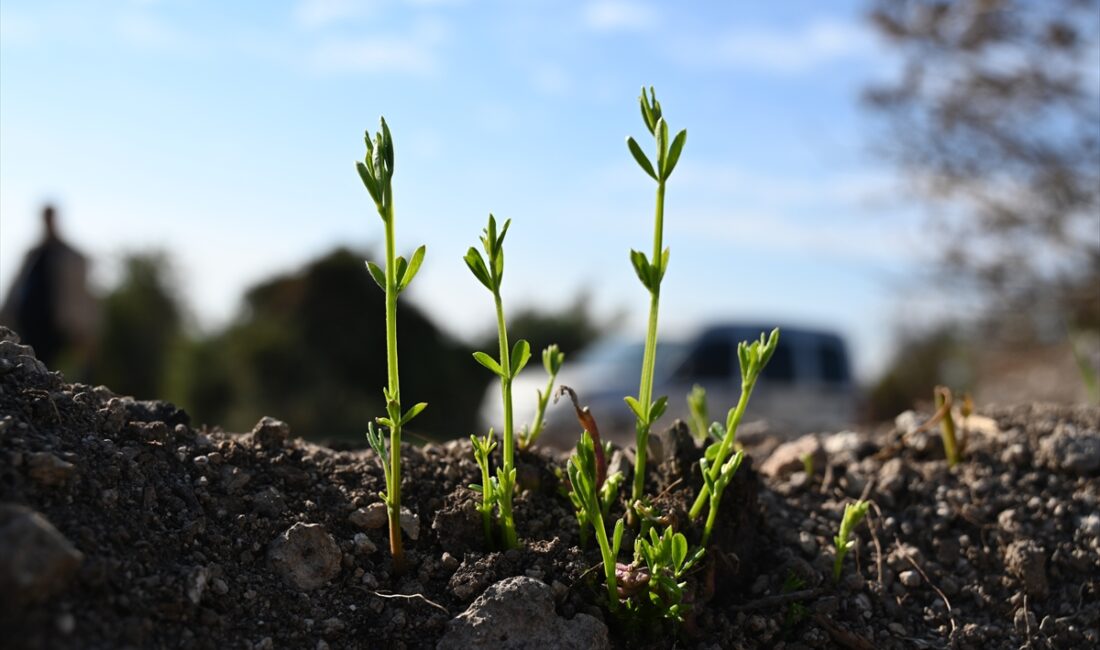 - Sumbas ilçesinde 12 Ağustos'ta çıkan yangında küle dönen ormanlık