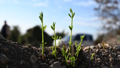 - Sumbas ilçesinde 12 Ağustos'ta çıkan yangında küle dönen ormanlık
