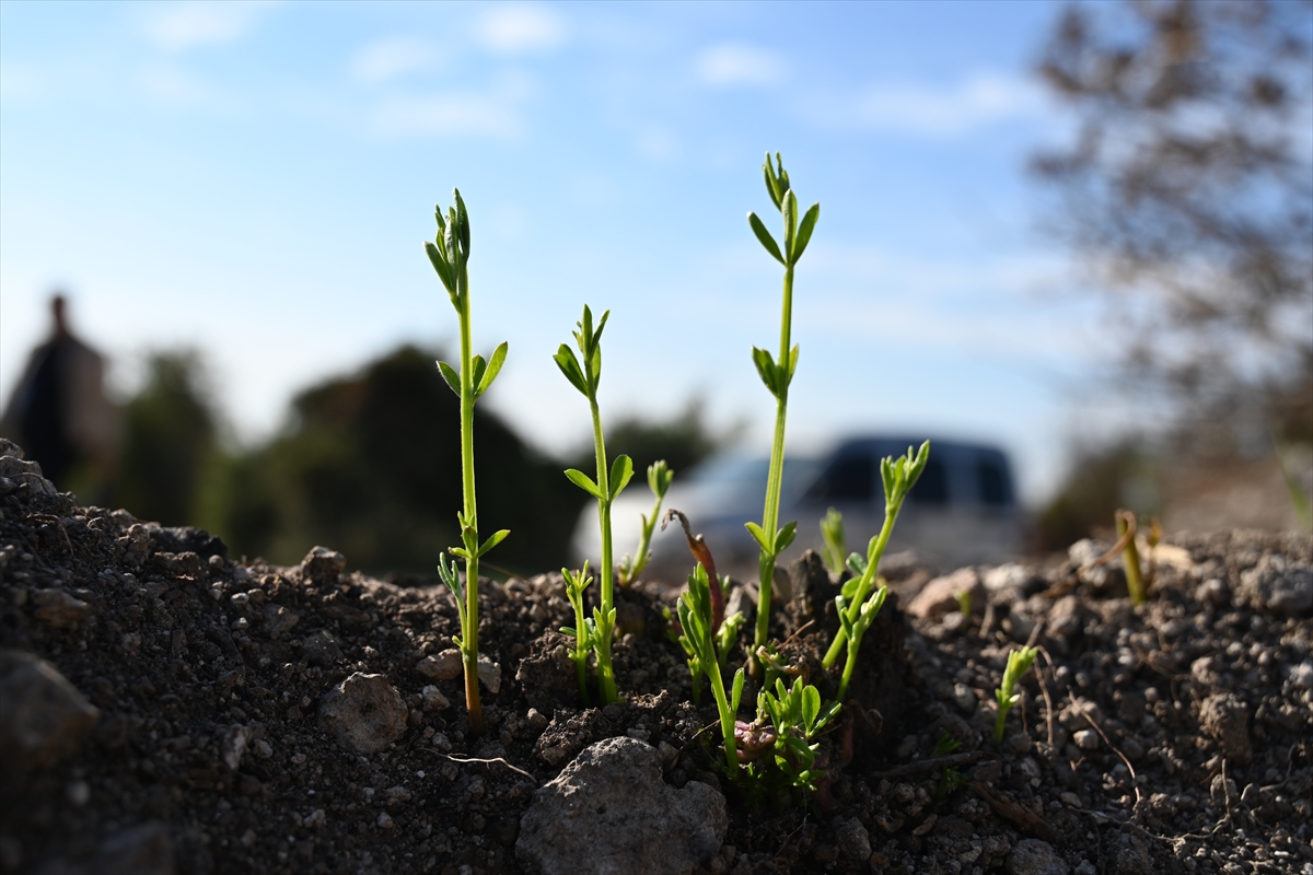 - Sumbas ilçesinde 12 Ağustos'ta çıkan yangında küle dönen ormanlık