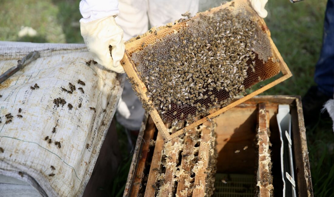 - Babasından devraldığı 100 kadar kovanda bal üreten Rabia Beyza