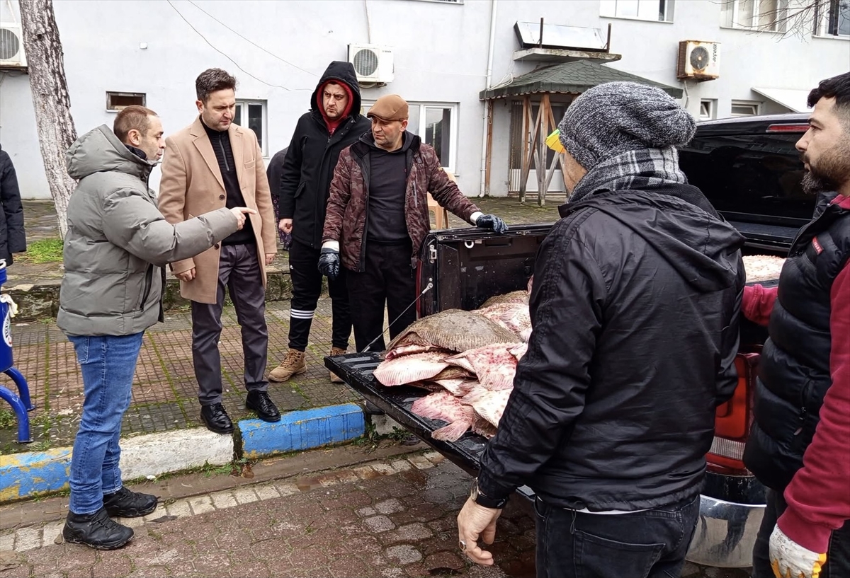 SİNOP (AA) – Sinop'ta kaçak avlandığı belirlenen 625 kalkan balığı