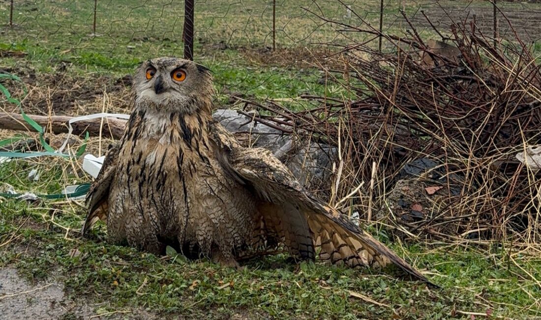 ŞIRNAK (AA) – Şırnak'ın Uludere ilçesinde kanadı kırık halde bulunan