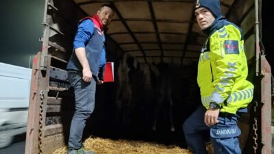 TEKİRDAĞ (AA) -Tekirdağ'ın Malkara ilçesinde belgesiz büyükbaş hayvan nakli yapan