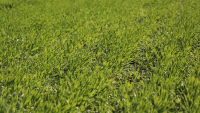 - NKÜ Ziraat Fakültesi Bitki Koruma Bölümü Öğretim Üyesi Prof.