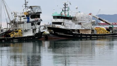 TEKİRDAĞ (AA) – Tekirdağlı balıkçılar Marmara Denizi'nde 2 gündür etkili