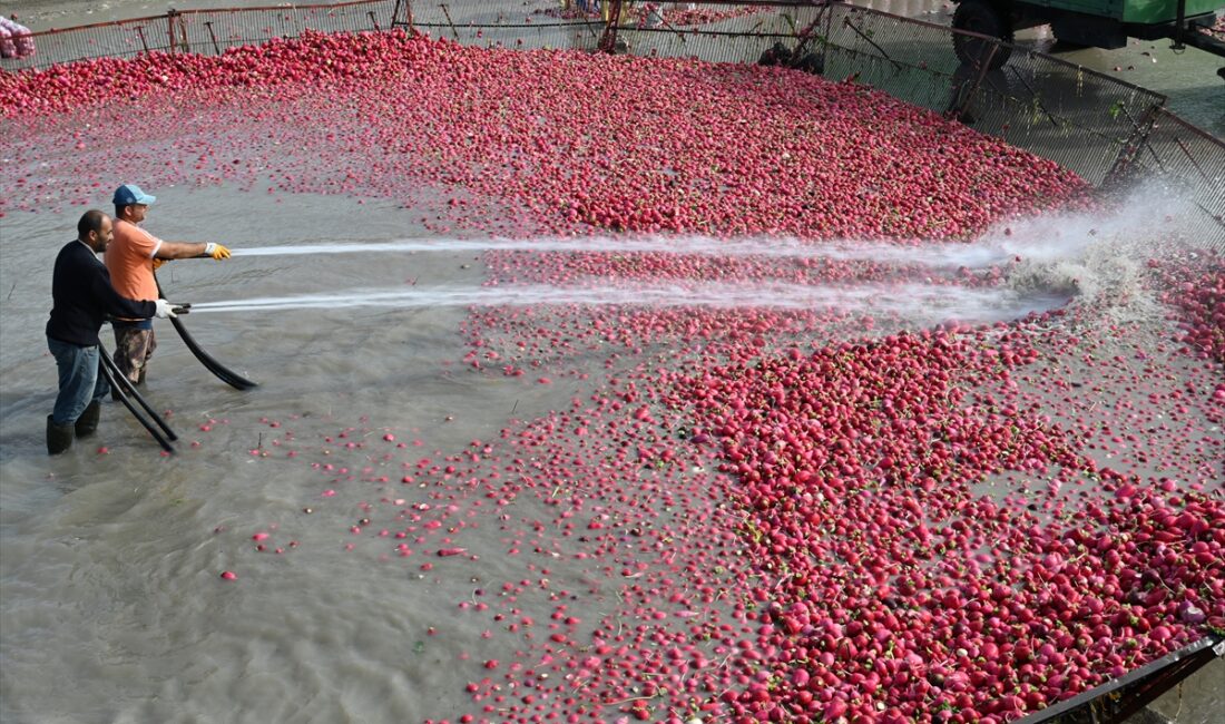 - Osmaniye'de yetiştirildiği ilçenin adıyla tescillenen Kadirli turpu, çamurdan arındırılması