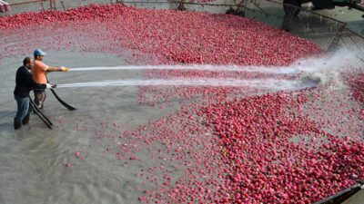 - Osmaniye'de yetiştirildiği ilçenin adıyla tescillenen Kadirli turpu, çamurdan arındırılması