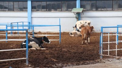 - Isparta Uygulamalı Bilimler Üniversitesi Ziraat Fakültesi Dekan Yardımcısı Prof.