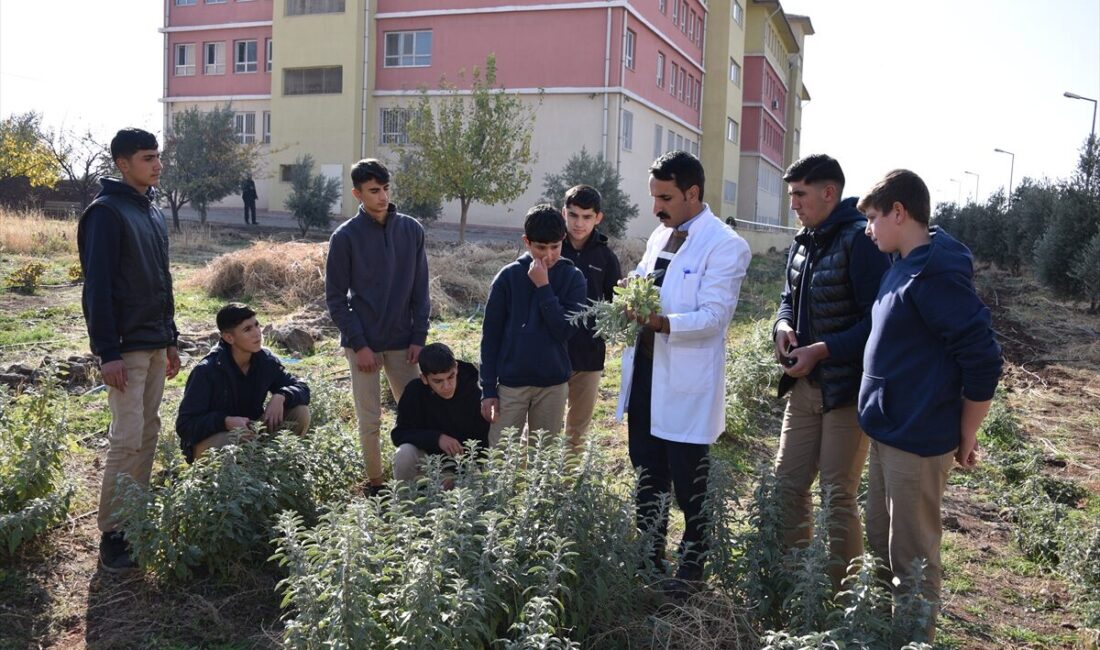 - Şanlıurfa'da okul bahçesinde oluşturulan alanda tıbbi ve aromatik bitkiler