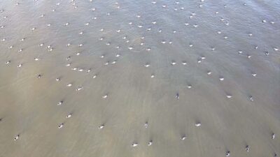 - Muğla ile Aydın sınırlarında bulunan gölde, son yağışlar ve