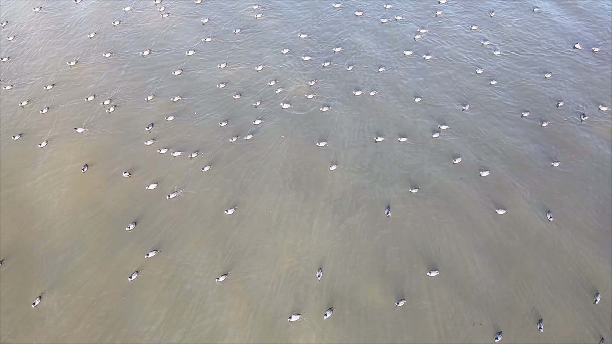 - Muğla ile Aydın sınırlarında bulunan gölde, son yağışlar ve