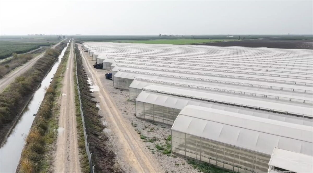 - Adana'da 50 dönüm alanda kurulu topraksız serada, dronlar, yüksek