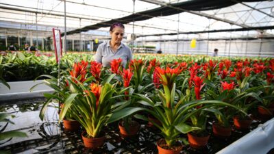 - Önemli çiçek üretim merkezlerinden Çukurova'da üreticiler, yılbaşı için hazırladıkları