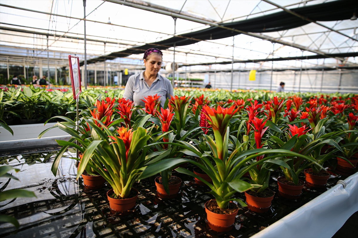 - Önemli çiçek üretim merkezlerinden Çukurova'da üreticiler, yılbaşı için hazırladıkları