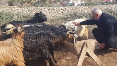 - Gaziantep'te 6 Şubat 2023'teki depremde ahırı yıkılan ve çıkan