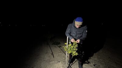 ADANA (AA) – Adana'da narenciye çiftçileri, zirai dona karşı tarlalarına