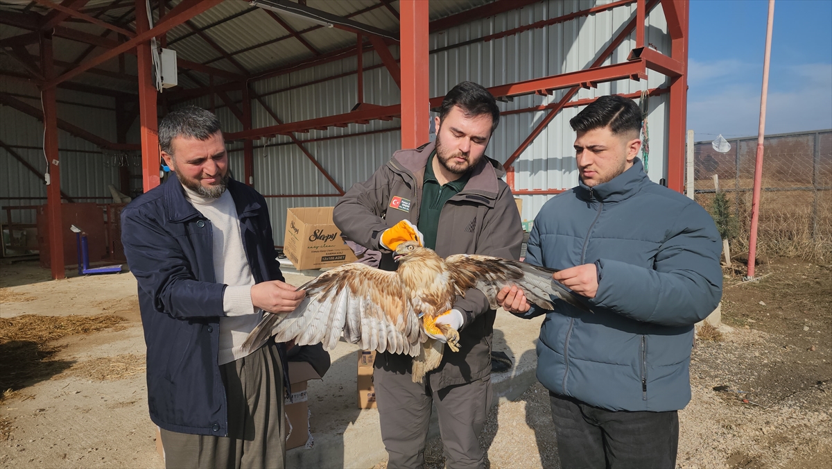 AMASYA (AA) – Amasya'nın Suluova ilçesinde yaralı halde bulunan kızıl