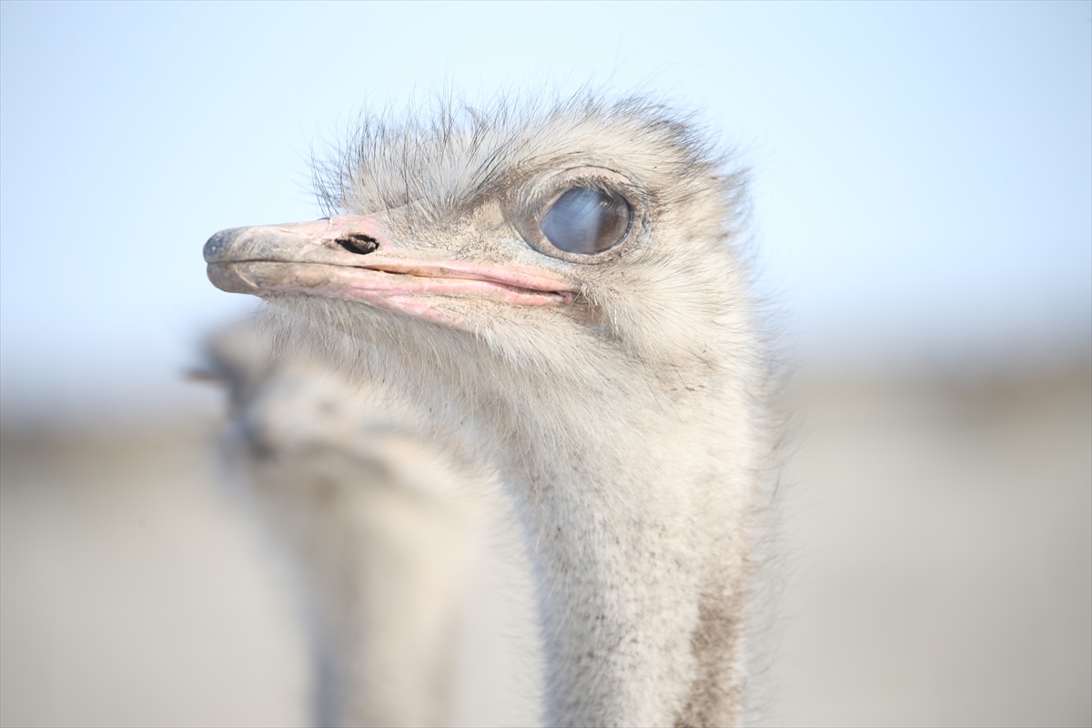 - Dünyanın birçok ülkesinde yetiştiriciliği yapılan deve kuşları, yaklaşık 2
