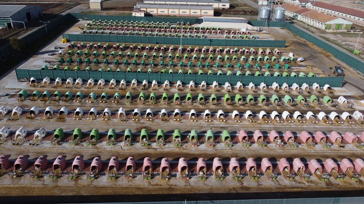 - İşletme Müdürü Hüseyin Yılmaz:
- "Yıllık ortalama 400 baş civarında