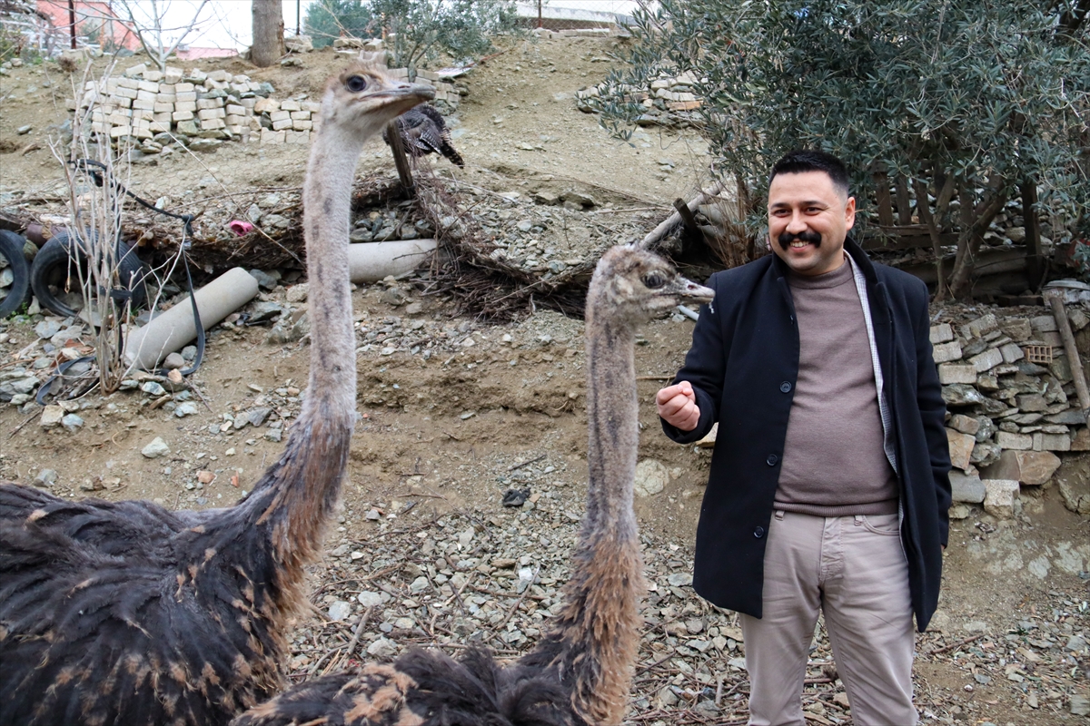 - Osmaniye'de evinin bahçesinde baktığı 3 deve kuşuyla yetiştiriciliğe başlayan