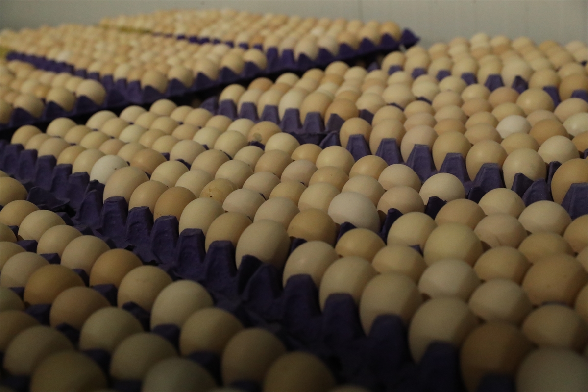 - Erzincan'da üç kuşaktır yumurta üretimi gerçekleştiren aile, merkeze bağlı