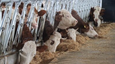 - Tarım ve Orman Bakanlığınca yürütülen Kırsal Kalkınma Yatırımlarını Destekleme