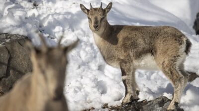 - Kentin Munzur ve Pülümür vadilerinde yaban keçilerinin izini süren