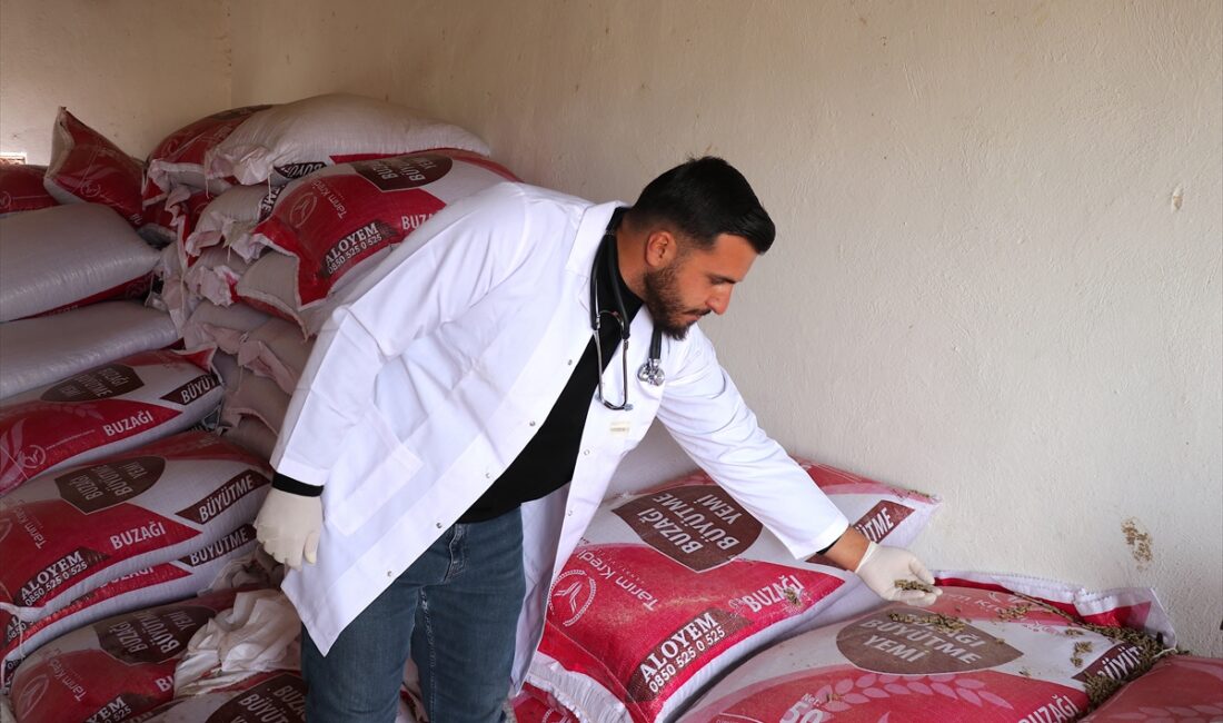 - Van'da veterinerlik eğitimini aile işletmesinde uygulayan genç çiftçi Faysal