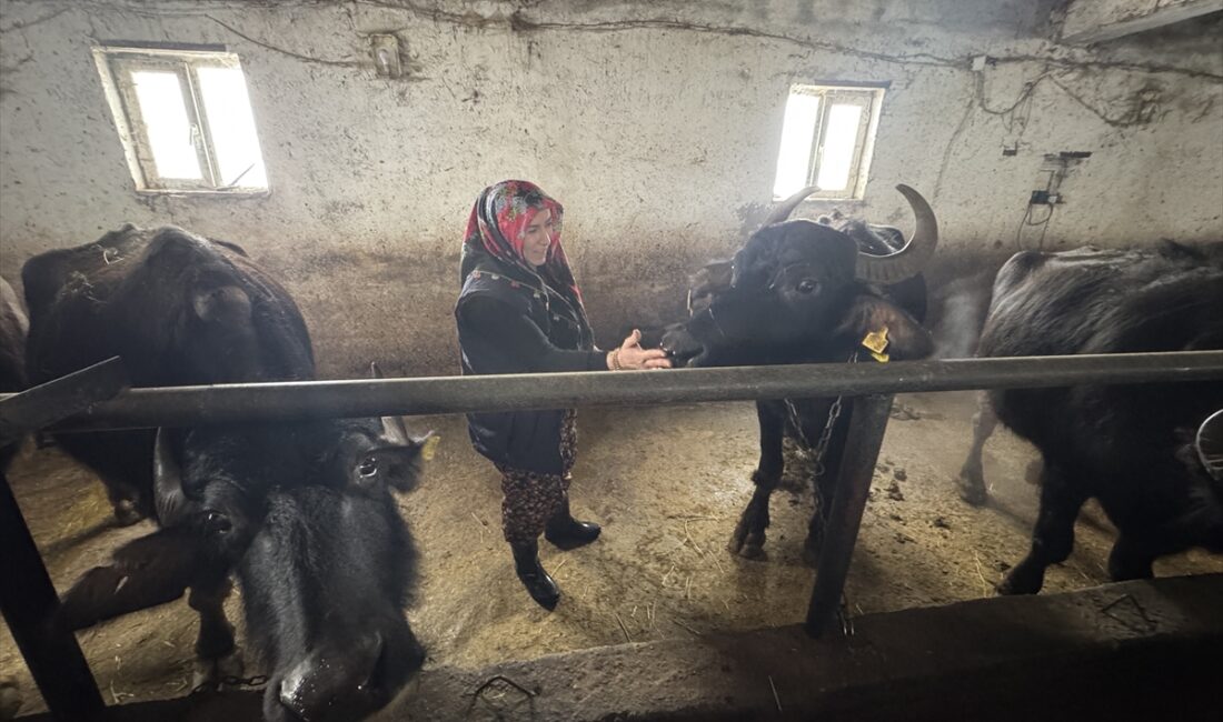 - Yüksekova'da İl Özel İdaresince yürütülen "Manda Yetiştiriciliği Projesi" kapsamında