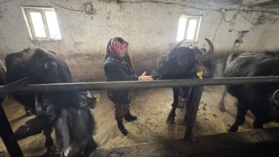 - Yüksekova'da İl Özel İdaresince yürütülen "Manda Yetiştiriciliği Projesi" kapsamında