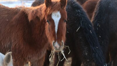 KAYSERİ (AA) – Türkiye'nin dört bir yanından fotoğraf tutkunlarının ziyaret