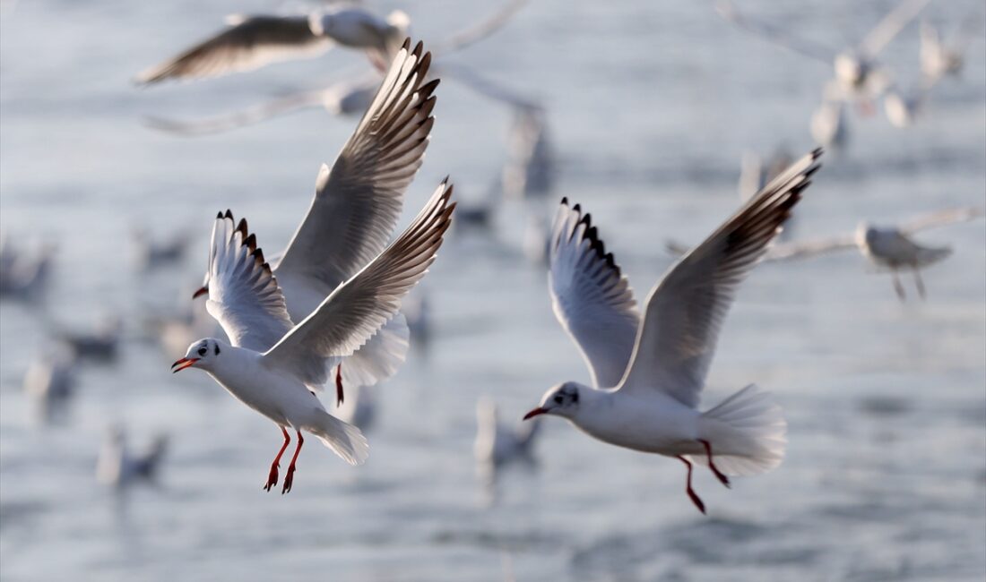 KIRKLARELİ (AA) – Karadeniz'e kıyısı bulunan Kırklareli'nin Demirköy ilçesine bağlı