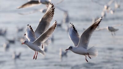 KIRKLARELİ (AA) – Karadeniz'e kıyısı bulunan Kırklareli'nin Demirköy ilçesine bağlı