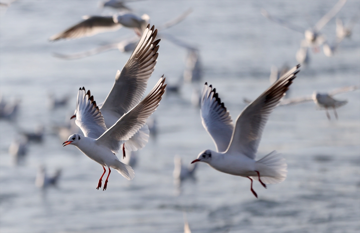 KIRKLARELİ (AA) – Karadeniz'e kıyısı bulunan Kırklareli'nin Demirköy ilçesine bağlı