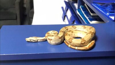 İZMİR (AA) – İzmir'in Karşıyaka ilçesinde Mısır yılanı besleyen kişiye