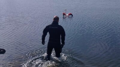 İZMİR (AA) – İzmir'in Balçova ilçesinde vücuduna ip dolanan flamingo,