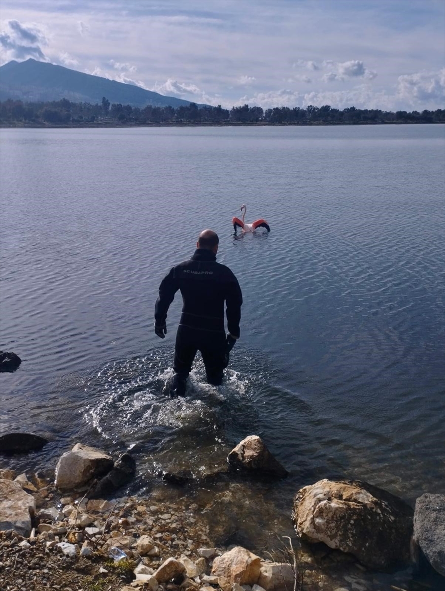 İZMİR (AA) – İzmir'in Balçova ilçesinde vücuduna ip dolanan flamingo,