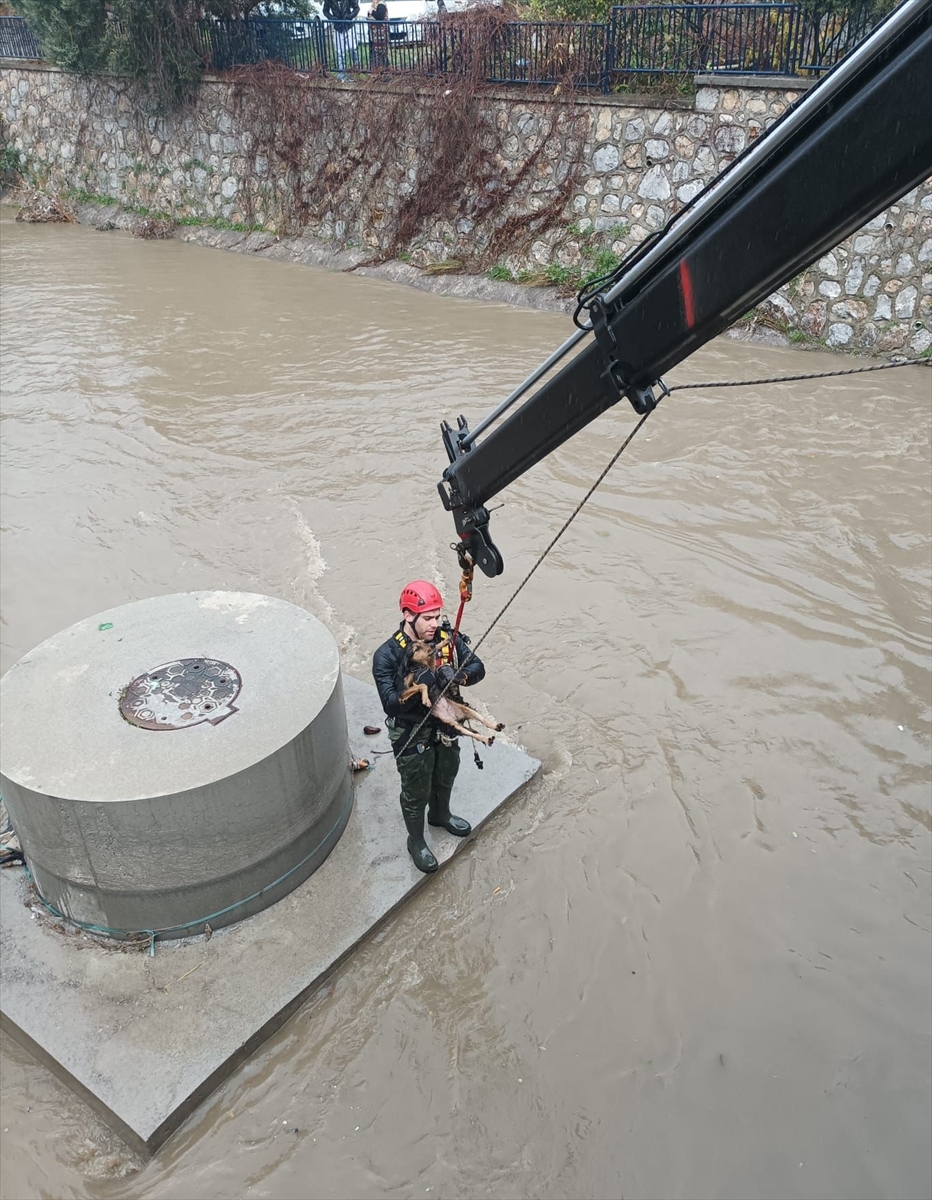 İZMİR (AA) – İzmir'in Karabağlar ilçesinde dere yatağında mahsur kalan