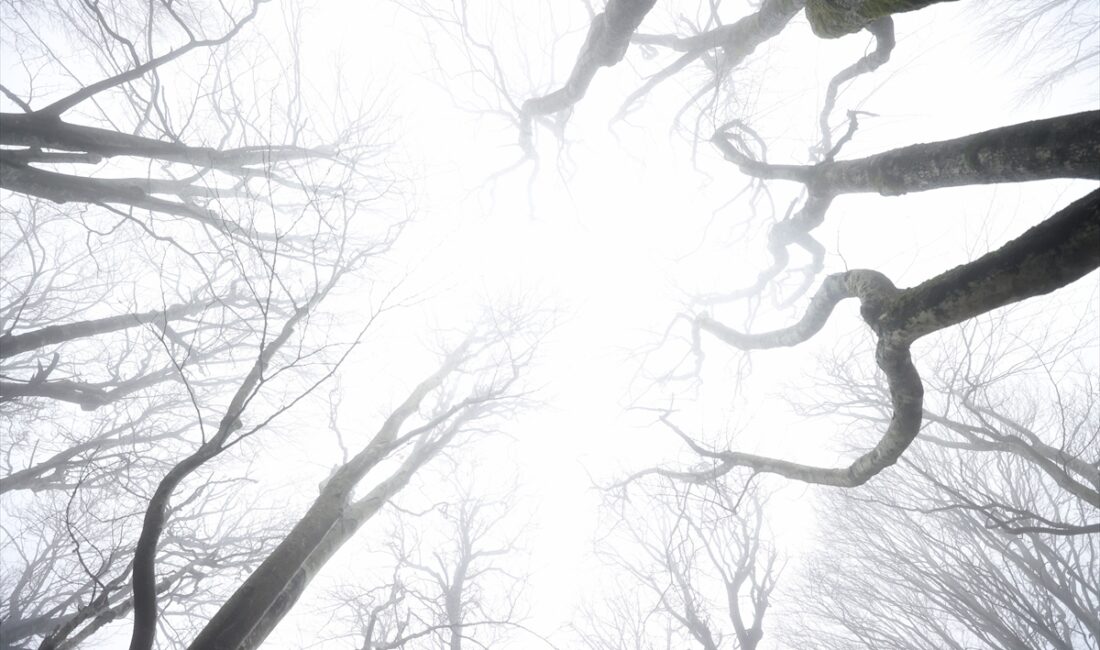 KIRKLARELİ (AA) – Kırklareli'nin yüksek kesimlerinde etkili olan sis, yaşamı