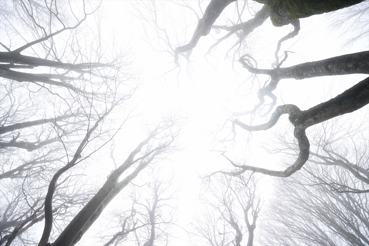 KIRKLARELİ (AA) – Kırklareli'nin yüksek kesimlerinde etkili olan sis, yaşamı