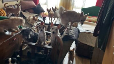 KOCAELİ (AA) – Kocaeli’nin Kandıra ilçesinde bir evde kötü koşullarda