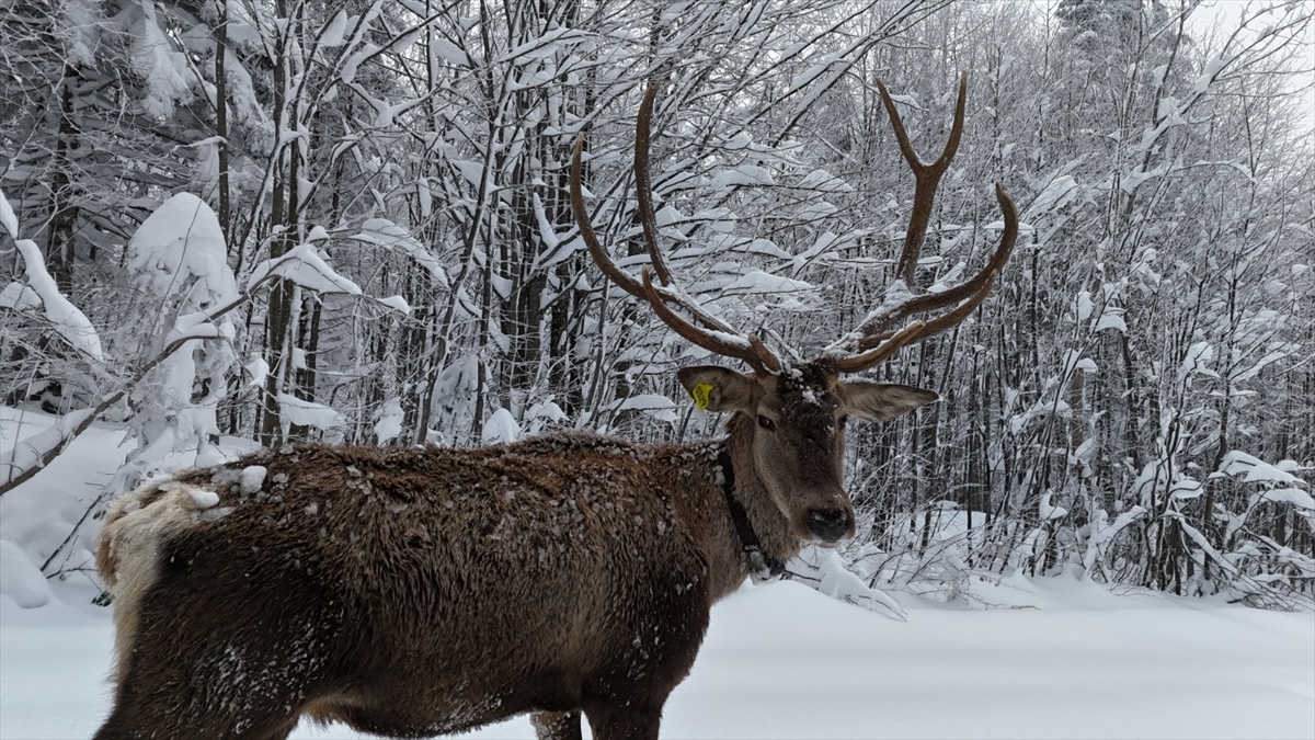 KOCAELİ (AA) – Kocaeli'nin Kartepe ilçesinde, karla kaplanan Kuzuyayla Tabiat