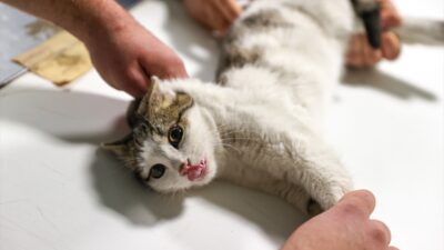 - Selçuk Üniversitesi Hayvan Hastanesi Başhekimi Prof. Dr. Fahrettin Alkan:
-