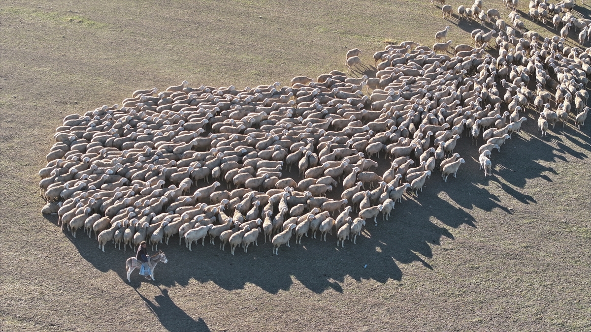 - TİGEM bünyesindeki Malya Tarım İşletmesinde yetiştirilen akkaraman ve Malya