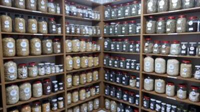 MUĞLA (AA) – Muğla Büyükşehir Belediyesi Yerel Tohum Merkezi'nin bugüne