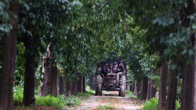 - Antalya'nın simgesi turunç fidanlarının gen merkezi olarak bilinen BATEM'de,
