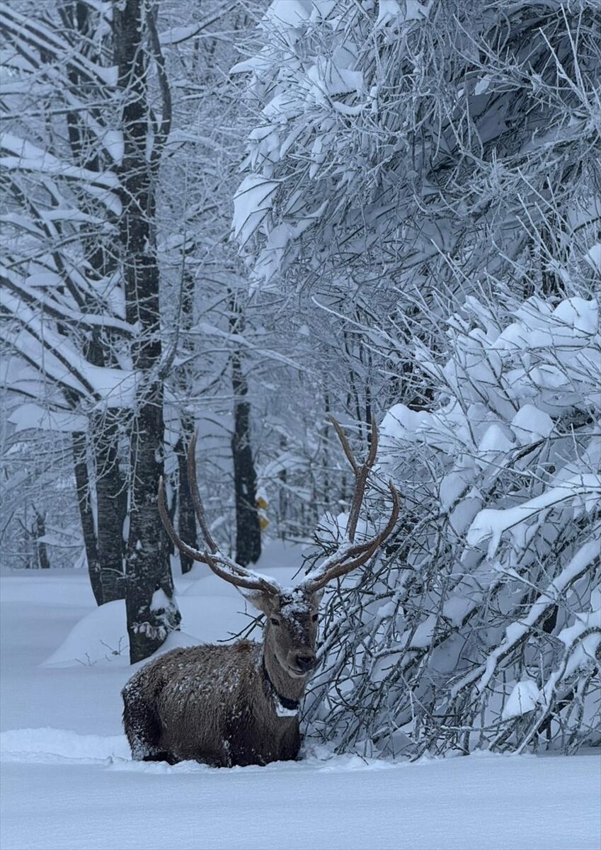 KOCAELİ (AA) – Kocaeli'nin Kartepe ilçesinde, karla kaplanan Kuzuyayla Tabiat