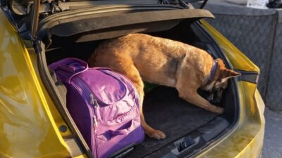 SAMSUN (AA) – Samsun'un Havza ilçesinde bir otomobilin bagajına gizlenen